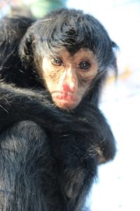 Monkey portrait