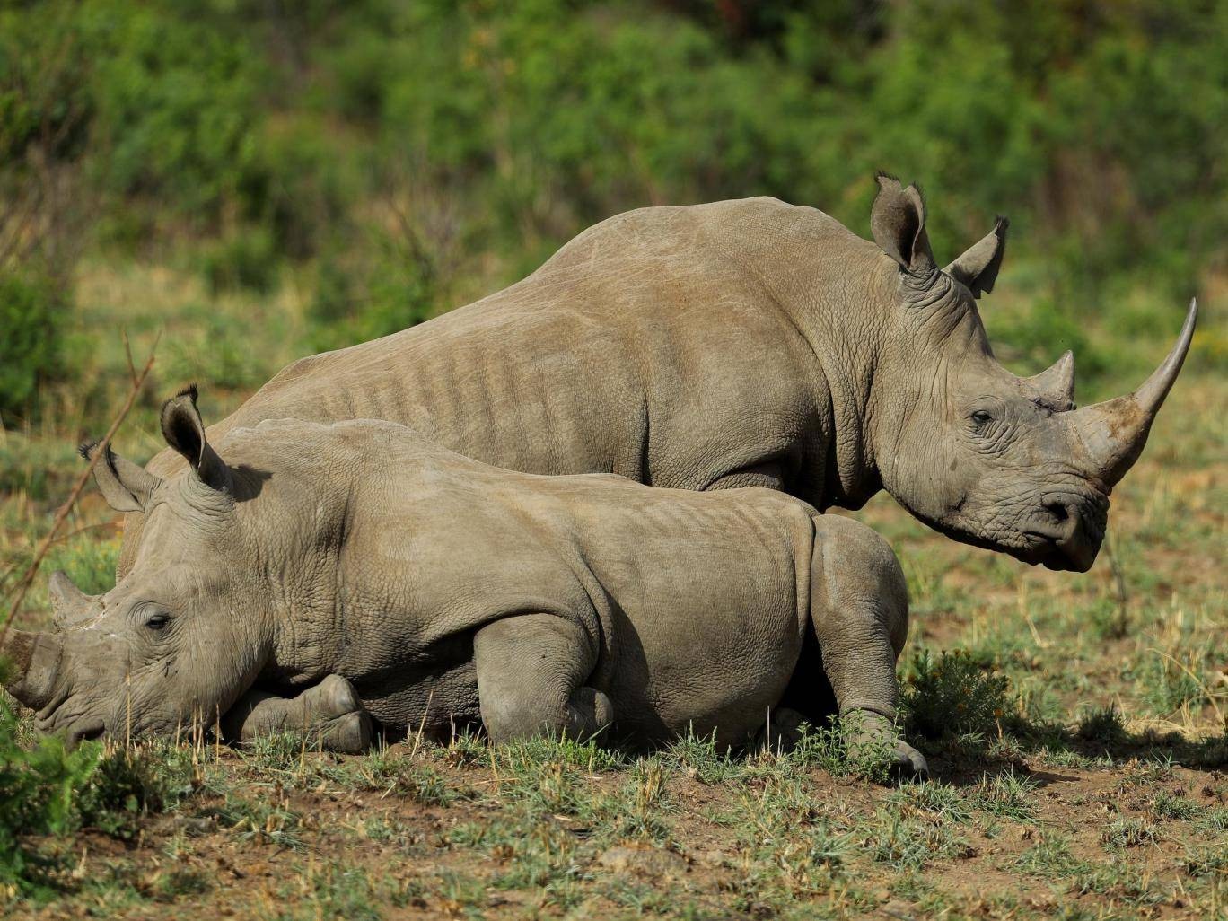 rhino-poaching-3